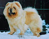 Chow-chow Jowtrix CREME CREOLE