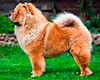 Chow-chow DGULIDEIL BRAVO-BRAVISSIMO