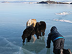 Chow-chow on the clear Baikal's ice