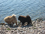 Chow-chow Dgulideil ELDORADO and Dgulideil EUROPE PLUS on Baikal Lake