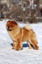 Chow-chow Dgulideil Bravo-Bravissimo