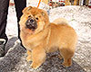 chow-chow puppy Dgulideil Bravo-Bravissimo