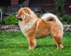 Chow-chow Dgulideil Bravo-Bravissimo