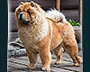 Chow-chow Dgulideil Bravo-Bravissimo