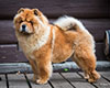 Chow-chow Dgulideil Bravo-Bravissimo