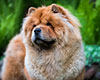 Chow-chow Dgulideil Bravo-Bravissimo