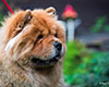 Chow-chow Dgulideil Bravo-Bravissimo