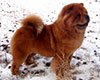 red chow-chow female