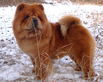 chow-chow Honey Style Of Mary
