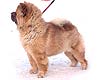 chow-chow Dgulideil Horosha Masha. Maximize