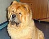 chow-chow Dgulideil Horosha Masha. Maximize