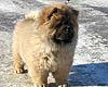 chow-chow Dgulideil Horosha Masha. Maximize