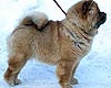 chow-chow Dgulideil Horosha Masha. Maximize