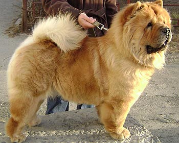 chow-chow Dgulideil Horosha Masha