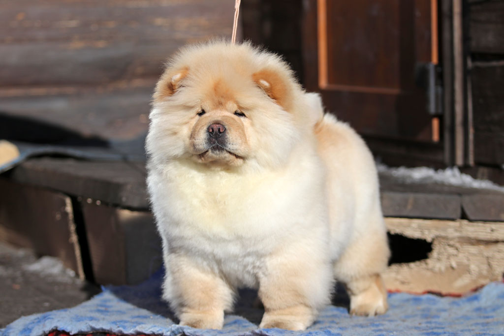 Chow-chow Djulideil LALIQUE CRYSTAL