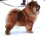 chow-chow Dgulideil Oranzhevoe Solntse