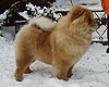 Chow-chow DGULIDEIL SHURY-MURY