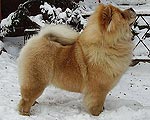 chow-chow Dgulideil Shury Mury