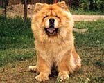 chow-chow Dgulideil Sibirskaya Skazka