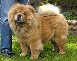 chow-chow Dgulideil Takaya Fifa