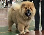 chow-chow Dgulideil Tiffani