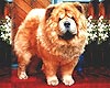 Chow-chow KYONG CAGNEY AT FULLFORGE