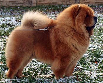 chow-chow Dgulideil Yavnyi Favorit