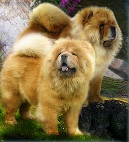 chow-chow, -,  