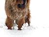 Chow-chow in snow