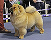 Chow-chow Kennel Dgulideil at Dog Show in Italy