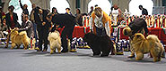 Chow-chow Master Show from Siberia at Dremo at Dog Show in Italy