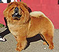 Chow-chow Honey Style Of Mary