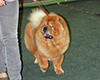 Chow Chow Kennel Russia