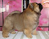 chow-chow puppy Dgulideil Bravo-Bravissimo