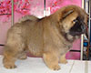 chow-chow puppy Dgulideil Bravo-Bravissimo