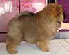 chow-chow puppy Dgulideil Bravo-Bravissimo