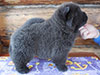 Chow-chow puppy of Dgulideil Kennel Russia