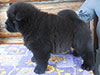 Chow-chow puppy of Dgulideil Kennel Russia
