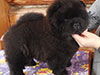 Chow-chow puppy in Dgulideil Kennel Russia
