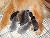 Chow chow puppies of Djulideil Kennel Russia