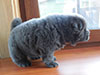 Chow-chow puppy blue dog Dgulideil Garry Potter