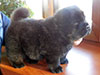 Chow-chow puppy black dog Dgulideil Grizli