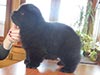 Chow-chow puppy black dog Dgulideil Grizli