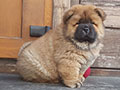 Chow-chow puppy red girl Dgulideil INNOVATION OF THE PAST