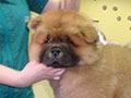 Chow-chow puppy red boy Dgulideil ZENITH OF FAME