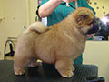 Chow-chow puppy red boy Dgulideil ZENITH OF FAME