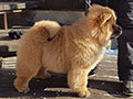 Chow-chow puppy red girl Dgulideil ZOLOTO OSENI